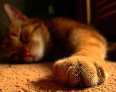 《指甲心理學》從哪根手指開始剪指甲也能看出性格？