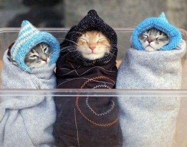 《春捲毛小孩》看得我都想鑽回被窩了Zzz