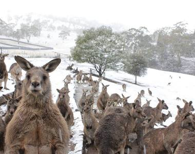 《困惑的袋鼠》這白白涼涼的到底是什麼東西呀？