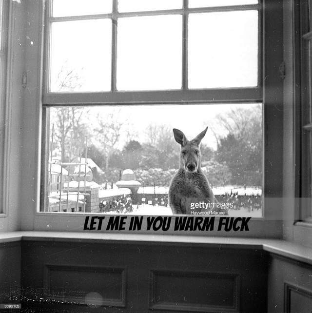 《困惑的袋鼠》這白白涼涼的到底是什麼東西呀? - 圖片6 《困惑的袋鼠》這白白涼涼的到底是什麼東西呀? - 圖片6