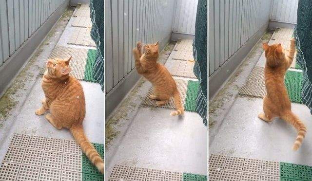 《困惑的袋鼠》這白白涼涼的到底是什麼東西呀? - 圖片7 《困惑的袋鼠》這白白涼涼的到底是什麼東西呀? - 圖片7