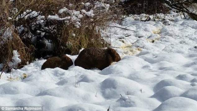 《困惑的袋鼠》這白白涼涼的到底是什麼東西呀? - 圖片10 《困惑的袋鼠》這白白涼涼的到底是什麼東西呀? - 圖片10