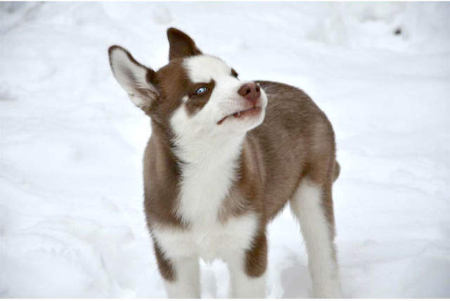 《困惑的袋鼠》這白白涼涼的到底是什麼東西呀? - 圖片9 《困惑的袋鼠》這白白涼涼的到底是什麼東西呀? - 圖片9