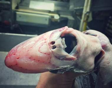 《恐怖顏面深海魚》說這個世界上有異型我信惹Σ( ̄□ ̄;