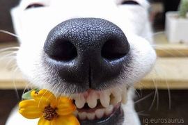 《露牙笑狗狗euro》迷人笑容配上鮮花誰不拜倒在牠的狗尾巴下(o´罒`o)