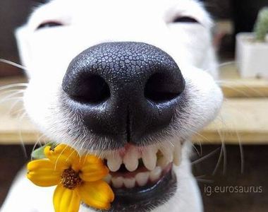 《露牙笑狗狗euro》迷人笑容配上鮮花誰不拜倒在牠的狗尾巴下(o´罒`o)