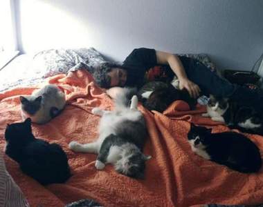 《救援貓咪的日常》這就是貓咪庇護所志工的日常生活（埋）