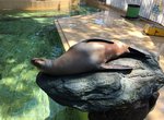 水族館放水打掃日《海獅自己找樂子滑行遊玩》咻~ 水族館放水打掃日《海獅自己找樂子滑行遊玩》咻~