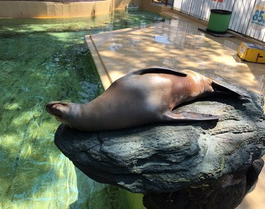 水族館放水打掃日《海獅自己找樂子滑行遊玩》咻~