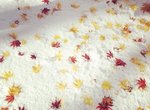 北海道下雪《積雪與紅葉》秋冬交替之際的奇蹟美景 北海道下雪《積雪與紅葉》秋冬交替之際的奇蹟美景