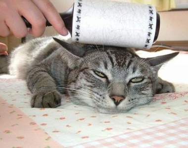 《黏毛滾輪的7種用法》第一種就是拿去伺候貓老大XD