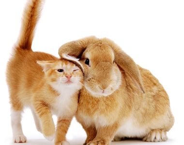 毛色好配對《跨種族動物兄弟姊妹》你們真的不是失散多年的的手足嗎？