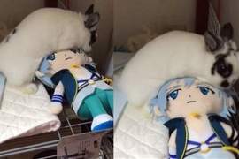 《心愛的環環被兔子上了》超高速動腰讓男人紛紛感到自卑… 《心愛的環環被兔子上了》超高速動腰讓男人紛紛感到自卑…