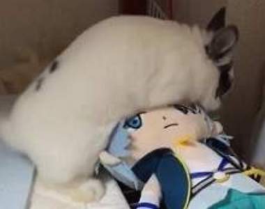 《心愛的環環被兔子上了》超高速動腰讓男人紛紛感到自卑…