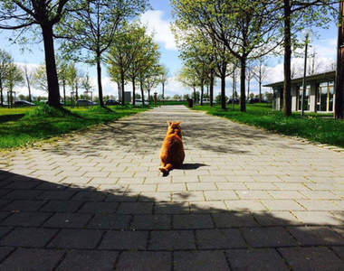 《校園橘子貓》這隻貓的工作就是每天到學校抱抱撫慰學生的心♥