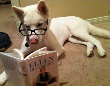 《狗狗是人類的證明》好啦換我們當寵物給你們疼XD