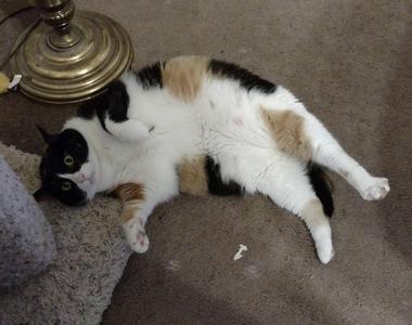 《翻肚肚貓咪同好會》特別喜歡貓咪肚子的人有福啦