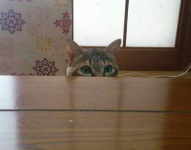 喵視眈眈《想偷餐桌上食物的喵星人》只是摸一下...摸一下而已啦