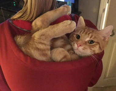 《貓咪與帽T》大帽子和大口袋都是捕獲喵星人的標準配備♪