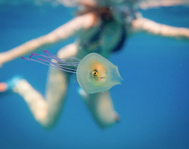 《困在水母裡的魚》覺得可愛之餘你有想過魚的感受嗎（？）