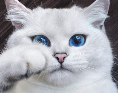 《擁有最美麗藍眼睛的貓咪Coby》看久了彷彿會被他的藍眼睛吸進去...