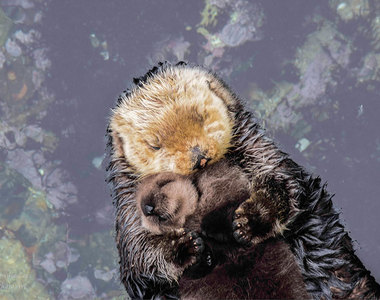 《海獺媽媽抱寶寶》超溫馨的海獺母子水上漂♥