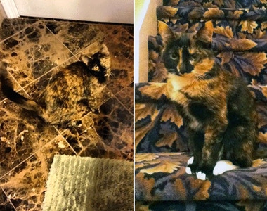 高難度《貓咪躲貓貓》Part 4　你找得到貓咪在哪裡嗎？（混亂）