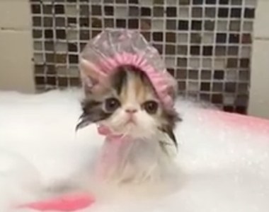 敲可愛《貓咪帶浴帽》簡直就是活生生哈囉凱帝貓=ộ⍛ộ=