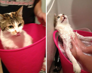 貓咪狗狗《洗澡前與洗澡後》淋水後怎麼完全變成不同生物XD