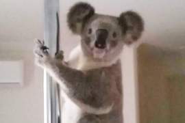 家裡出現《會跳鋼管的無尾熊》旋轉跳躍我閉著眼～