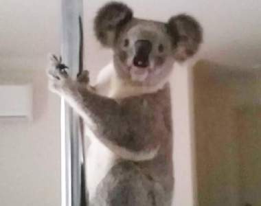 家裡出現《會跳鋼管的無尾熊》旋轉跳躍我閉著眼～