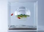 《水族箱的設計藝術》小魚們會不會忘記自己在哪裡呀? 《水族箱的設計藝術》小魚們會不會忘記自己在哪裡呀?