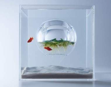 《水族箱的設計藝術》小魚們會不會忘記自己在哪裡呀？