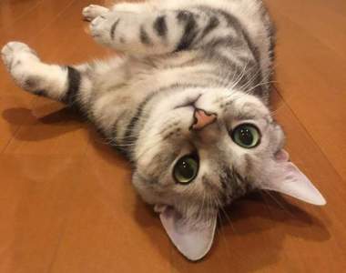 《能躺就不站的喵星人》喜歡仰躺的Alain像是在討摸摸一樣呢～