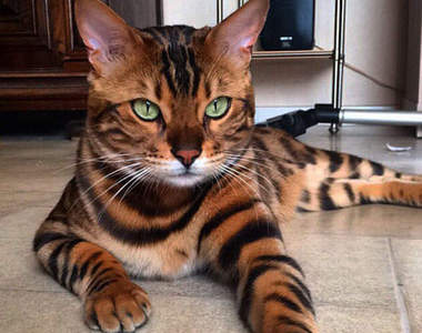 《最美孟加拉貓》讓貓奴拜倒在牠的濃烈豹紋與翠綠眼珠之下