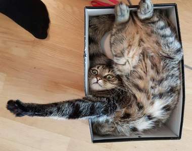 《2016年最有趣的16則貓咪推特》笑一笑、朕就賞賜你一天有好的開始ΦᴗΦ