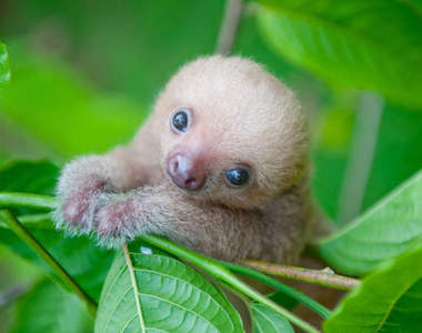 萌萌的《樹懶寶寶》這些失去母親的樹懶北鼻需要抱緊處理