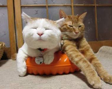 《暖呼呼懶洋洋的寵物》真想跟牠們一起整天攤在被窩裡和暖爐旁（羨慕）