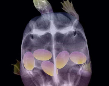 《動物懷孕的X光胎兒照》奇妙之中又帶點詭異