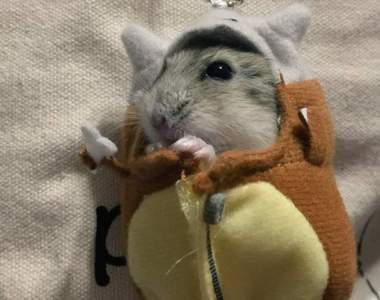 爆萌《皮卡丘睡袋給倉鼠剛剛好》真不愧是鼠系好朋友