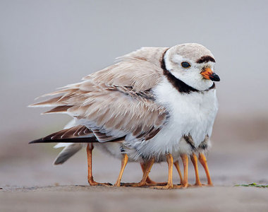 溫馨《鳥媽媽的愛心》祝天下所有媽媽母親節快樂