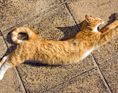 《貓咪其實會行光合作用》不相信嗎？這15張圖告訴你（指）