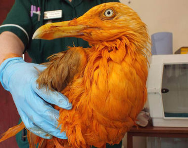 貪吃惹禍《橘色海鷗》 把他抓去洗澡的結果是...XD