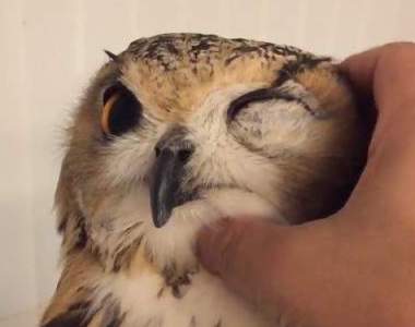 《貓頭鷹被人類飼養的結果》撒嬌賣萌表情完全不輸狗狗貓咪啊❤