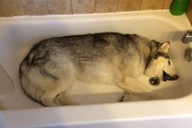 《不想離開浴缸的哈士奇》可以堪稱史上最愛乾淨的狗狗了XD