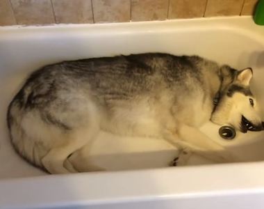 《不想離開浴缸的哈士奇》可以堪稱史上最愛乾淨的狗狗了XD