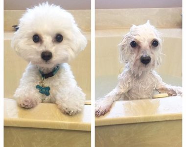 看不膩《狗狗洗澡前後的模樣》碰水之後總是變另個樣子啦～