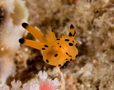 《海底發現皮卡丘》會放十萬福特的話在海底一定沒朋友（壞心）