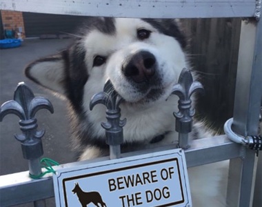 《「內有惡犬」標誌的背後》其實要提防的是讓你無法抗拒的萌犬傷殺力♥