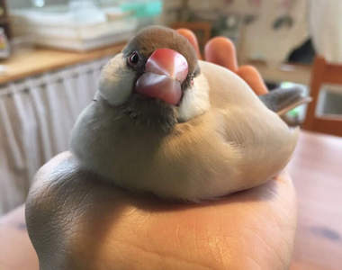 《融化的文鳥》看起來好像在孵蛋唷(*´艸`*)